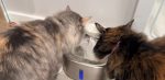 PETKIT Cat Water Fountain 1.85L Automatic Drinking Fountain - Image 4