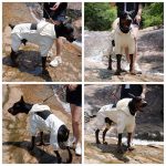 Lovelonglong 4XL Dog Raincoat Full Body Waterproof 4 Leg Suit - Image 4